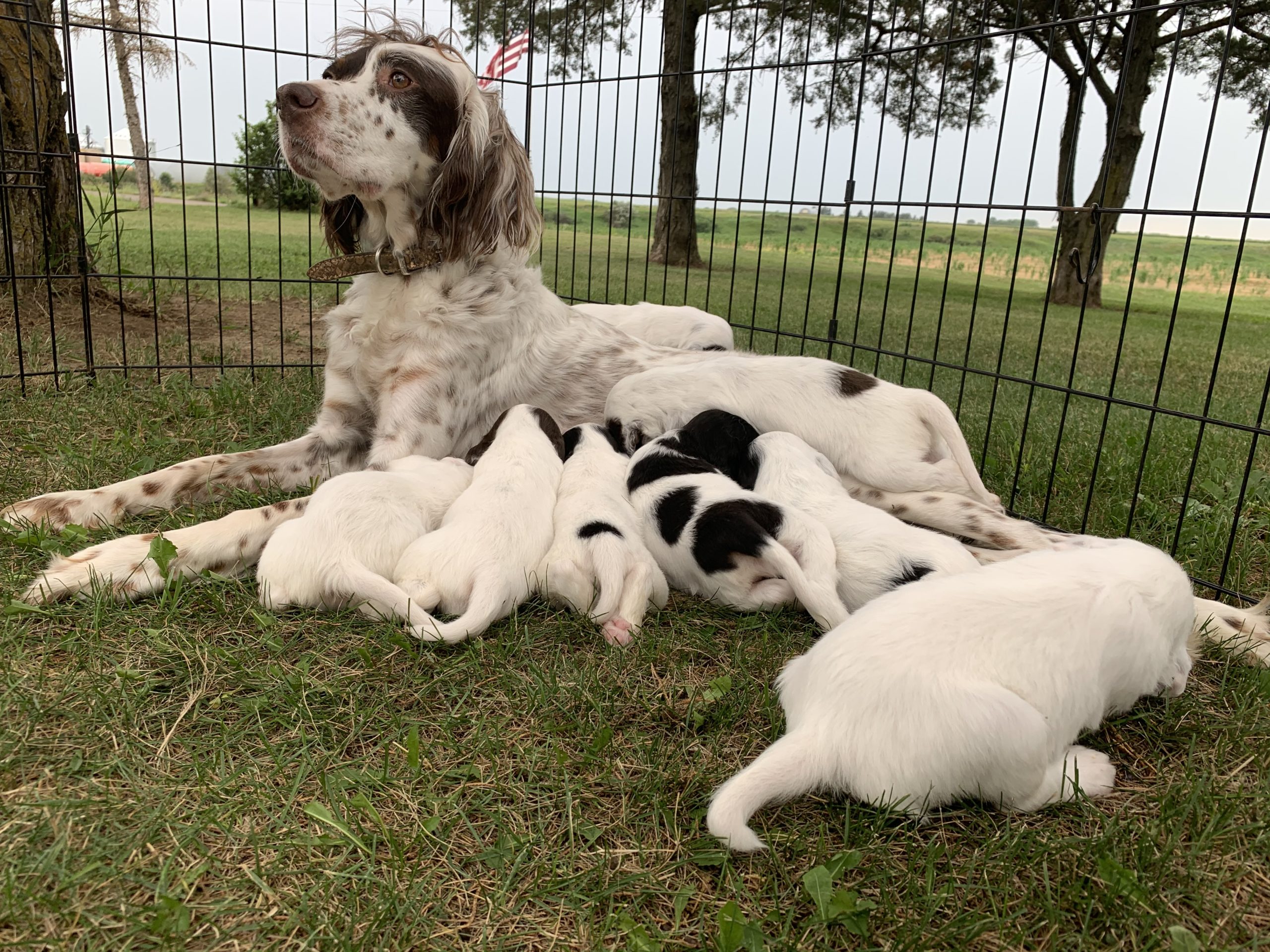 Llewellin Setter Puppies For Sale « HFK